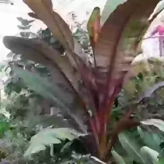 Ensete ventricosum Maurelii Red leaf banana 